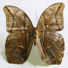 Eryphanis lycomedon
