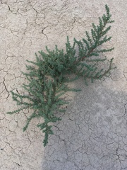 Halogeton