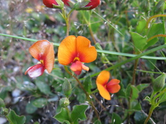 Podolobium procumbens