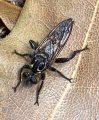 Laphriini
