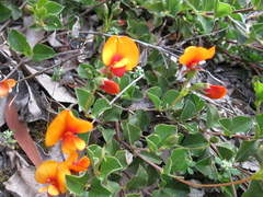 Podolobium procumbens