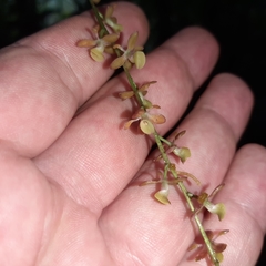 Epidendrum laucheanum