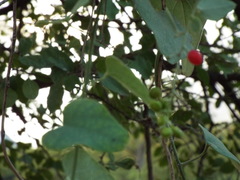 Smilax aristolochiifolia