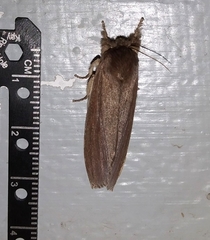 Noctuoidea