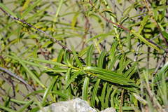 Veronica stenophylla stenophylla