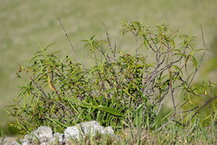 Veronica stenophylla stenophylla