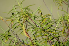 Veronica stenophylla stenophylla