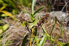 Veronica stenophylla stenophylla