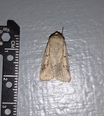 Noctuidae