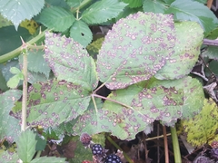 Sphaerulina westendorpii