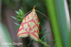 Hypercallia citrinalis