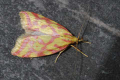 Hypercallia citrinalis