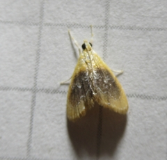 Glaphyria fulminalis