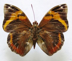 Opsiphanes cassina chiriquensis
