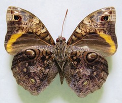 Opsiphanes cassina chiriquensis