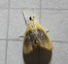 Glaphyria fulminalis
