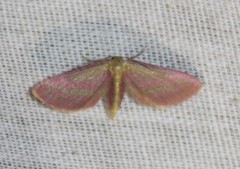 Leptostales laevitaria
