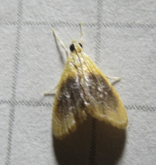 Glaphyria fulminalis
