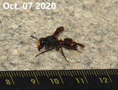 Orancistrocerus drewseni