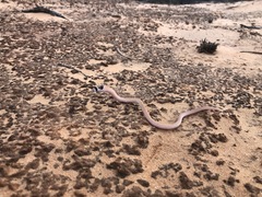 Pygopus nigriceps