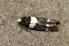 Recurvaria leucatella