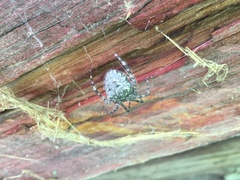 Araneus cavaticus