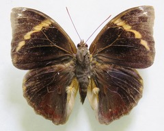 Opsiphanes tamarindi tamarindi