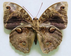 Opsiphanes tamarindi tamarindi