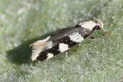 Pseudotelphusa tessella