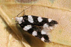 Pseudotelphusa tessella