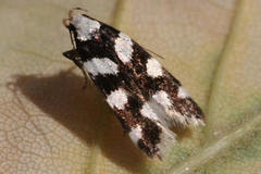 Pseudotelphusa tessella