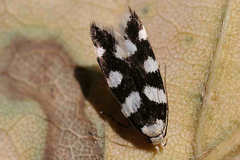 Pseudotelphusa tessella
