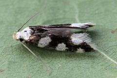 Pseudotelphusa tessella