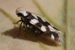 Pseudotelphusa tessella