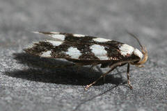 Pseudotelphusa tessella