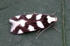 Pseudotelphusa tessella