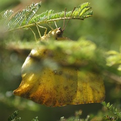 Phoebis neocypris virgo