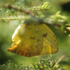 Phoebis neocypris virgo