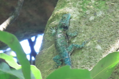 Sceloporus internasalis