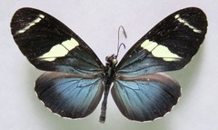 Heliconius sara fulgidus