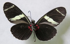 Heliconius sara fulgidus