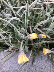 Scorzoneroides autumnalis