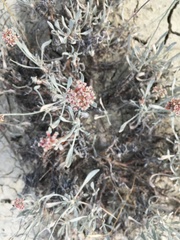 Eriogonum pauciflorum