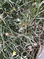 Scorzoneroides autumnalis