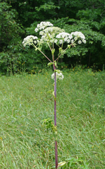 Angelica dahurica