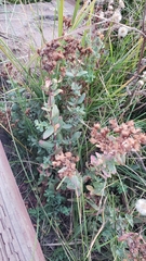 Hypericum perforatum perforatum