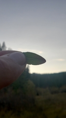 Hypericum perforatum perforatum