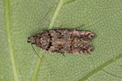 Teleiopsis diffinis