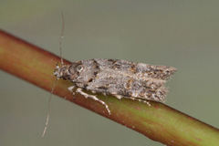 Teleiopsis diffinis