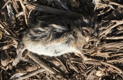 Peromyscus maniculatus anacapae